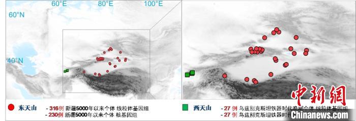 图为该项目所获取天山东西部古人群的线粒体与核基因组分布图。　九游平台 供图