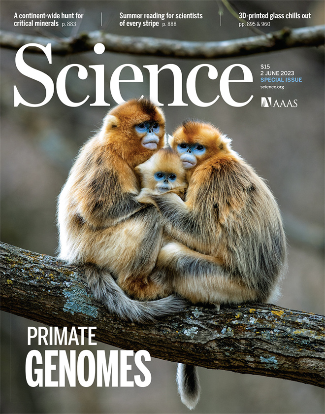 Science封面文章:九游平台金丝猴研究团队首次系统揭示灵长类社会演化之谜_fororder_《自然》封面.JPG