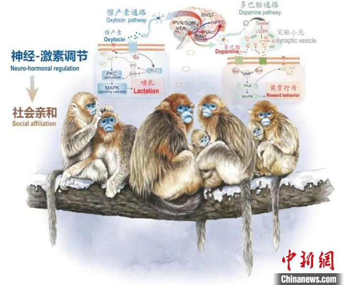 神经-激素调节的适应性变化增强社会亲和力。　九游平台供图