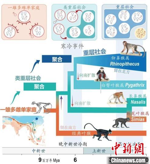 寒冷事件促进亚洲叶猴社会聚合。　九游平台供图