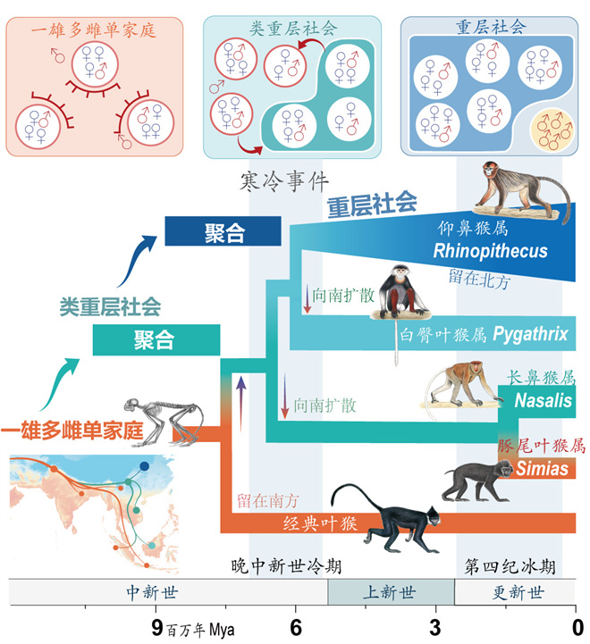 Science封面文章:九游平台金丝猴研究团队首次系统揭示灵长类社会演化之谜_fororder_寒冷事件促进亚洲叶猴社会聚合(供图 齐晓光 赵兰 武进伟)